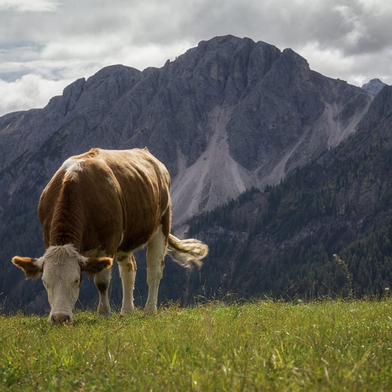 Eine braun-weiße Kuh die auf einer grünen Weide grast. Im Hintergrund felsige Berge.